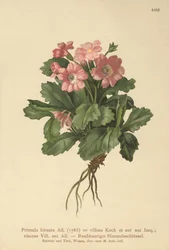 Hairy Primrose