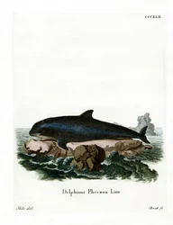 Harbor Porpoise