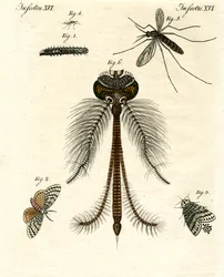 Harmful Insects