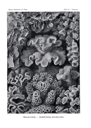 Hexacoralla