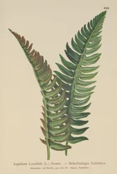 Holly Fern