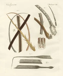 Human and Animal Hairs