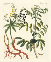 Important Dye Plants