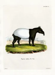 Indian Tapir