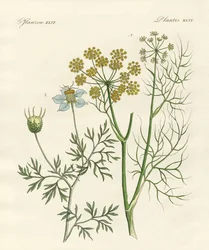 Indigenous Spice Plants