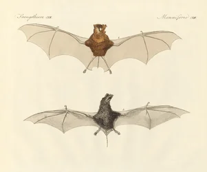 Javanese bats