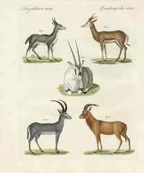 Kinds of Antelopes