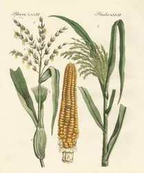 Kinds of Corns