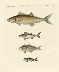 Kinds of Mackerel