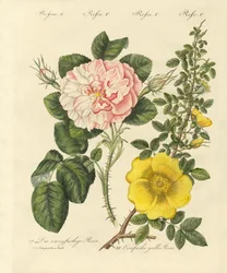 Kinds of Roses