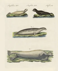 Kinds of seals