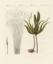 Kinds of seaweed
