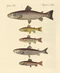 Kinds of Trouts