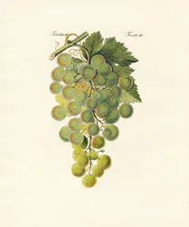 Kinds of Vines