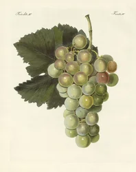 Kinds of Vines