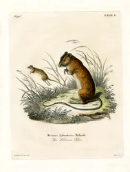 Labrador Jumping Mouse