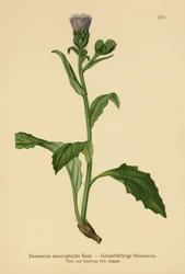 Large-leaved Common Saw-wort