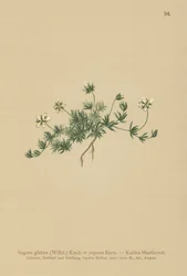 Lawn Pearlwort