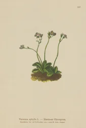 Leafless-stemmed Speedwell