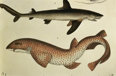 Lesser Spotted Dogfish, Pl.93 from 
