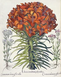 Lily and Centaury, from the Hortus Eystettensis by Basil Besler, pub. 1613