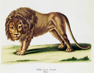 Lion (Felis leo), from Mammals illustrated from Nature with descriptions, by Johann Christian Daniel von Schreber, engraving by H I Tisroff, volume 3, table 97-A, Germany