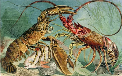 Lobster and Spiny Lobster, plate from Brehms Tierleben