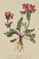 Long-Nosed Lousewort