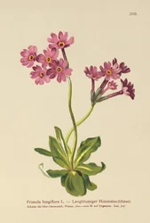 Long-flowered Primrose