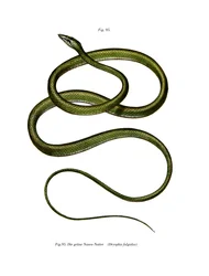 Long-nosed Tree Snake