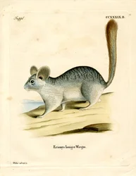 Long-tailed Chinchilla