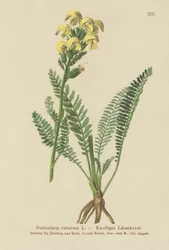 Long Beaked Yellow Lousewort