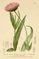 Long Leaf Widow Flower