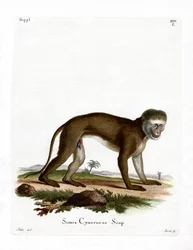 Malbrouck Monkey