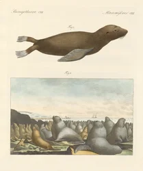 Mammals