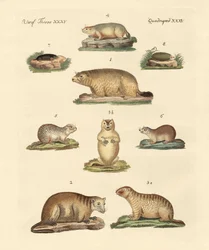 Marmots and Moles
