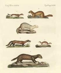 Martens and weasel