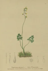 Meadow-rue (Thalictrum alpinum)