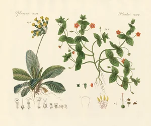 Medical plants