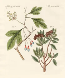 Medical Plants