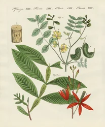 Medical Plants