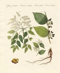 Medical Plants