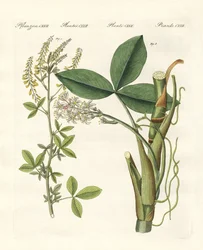 Medical Plants
