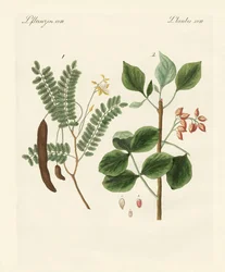 Medicinal Plants