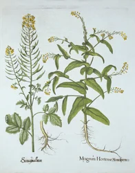 Mitre Cress and White Mustard, from Hortus Eystettensis