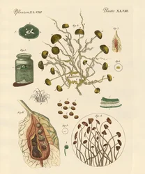 Mold