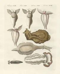 Molluscs