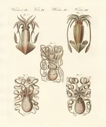 Molluscs or soft worms