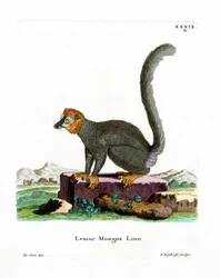 Mongoose Lemur