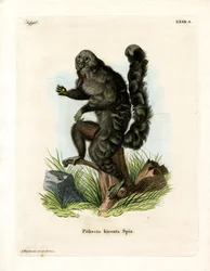 Monk Saki